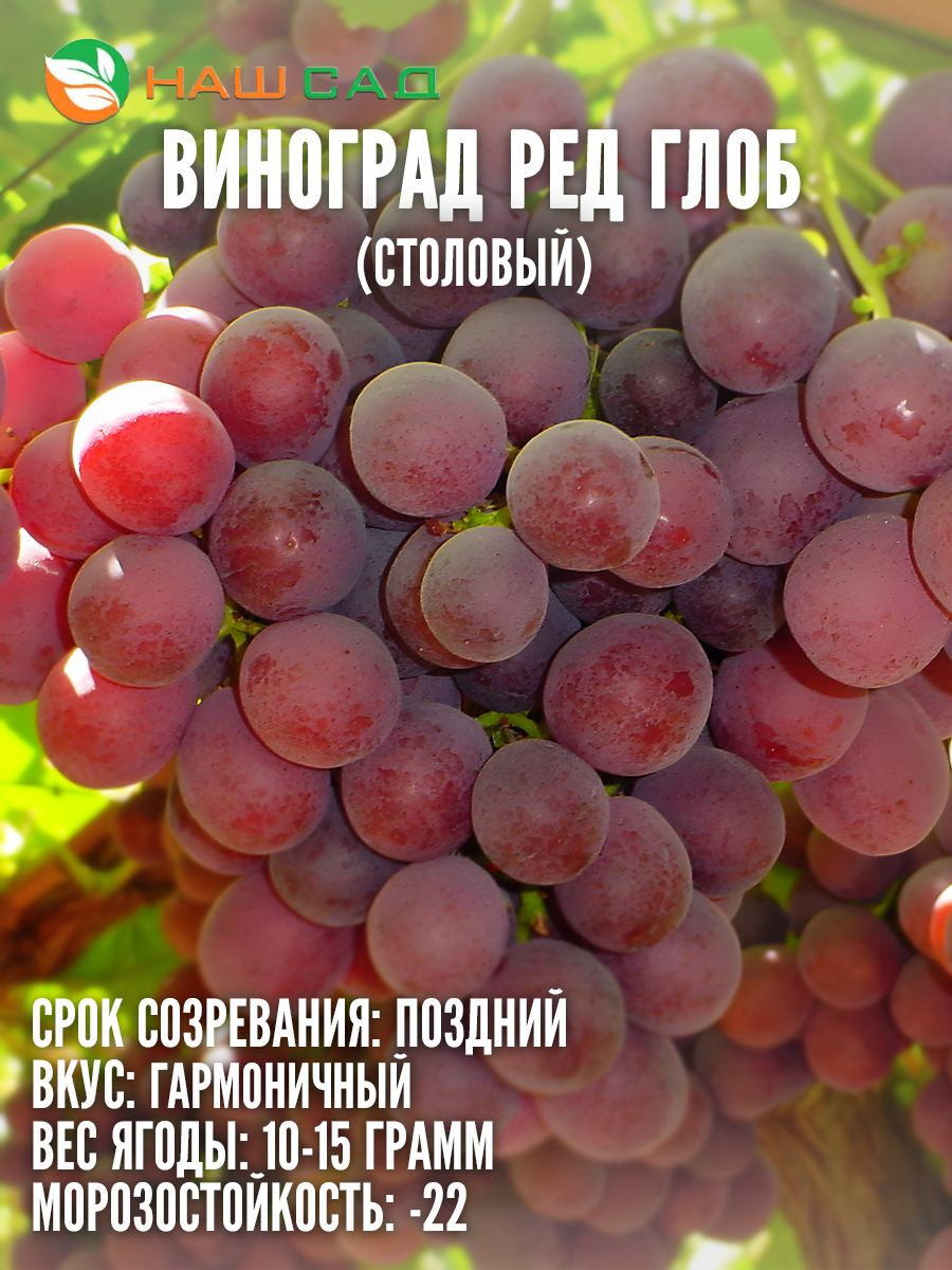 Виноград Ред Глоб Виноград Ред Глоб