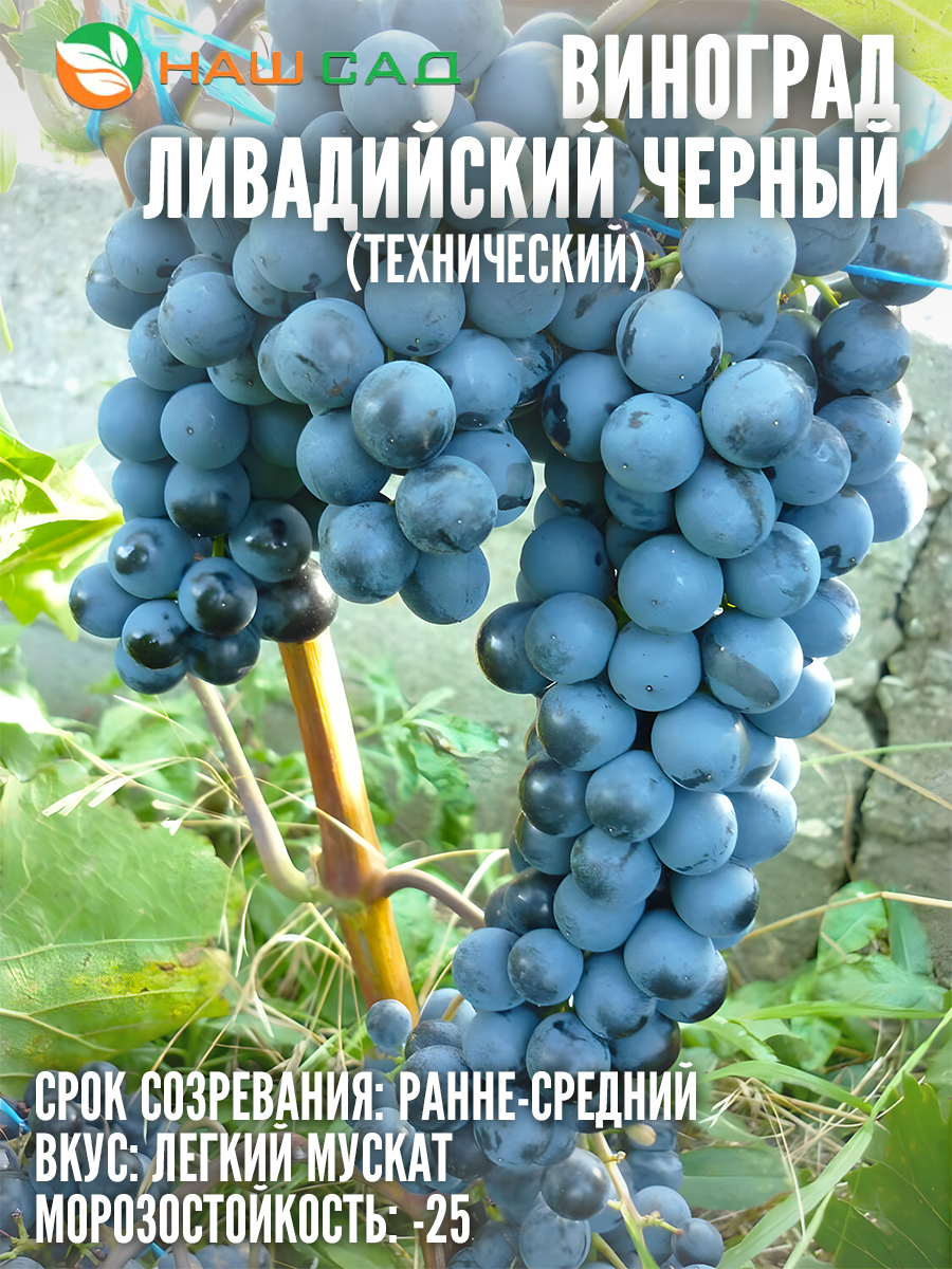 Виноград Ливадийский чёрный Виноград Ливадийский чёрный