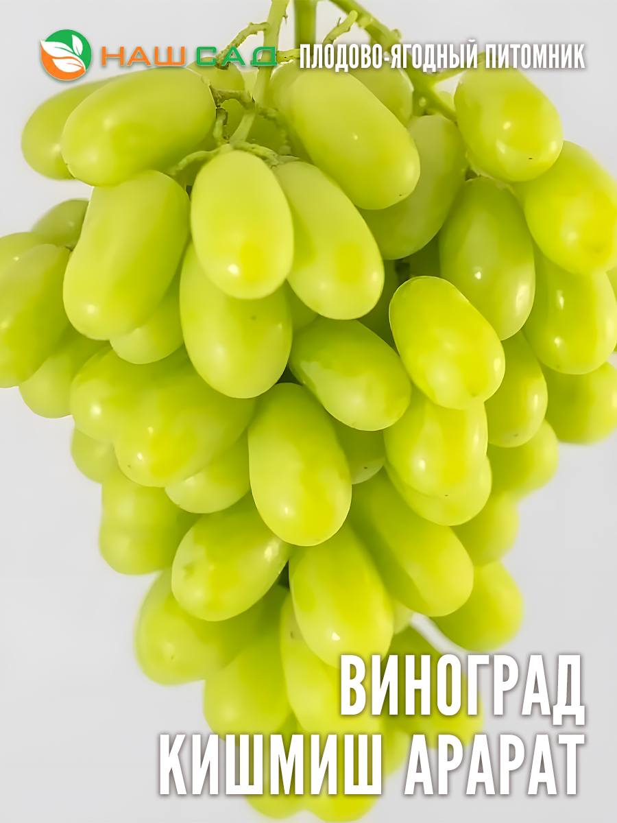 Виноград Киш-миш Арарат Виноград Киш-миш Арарат