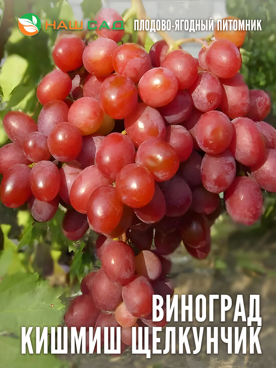 Виноград кишмиш «Щелкунчик» Виноград кишмиш «Щелкунчик»