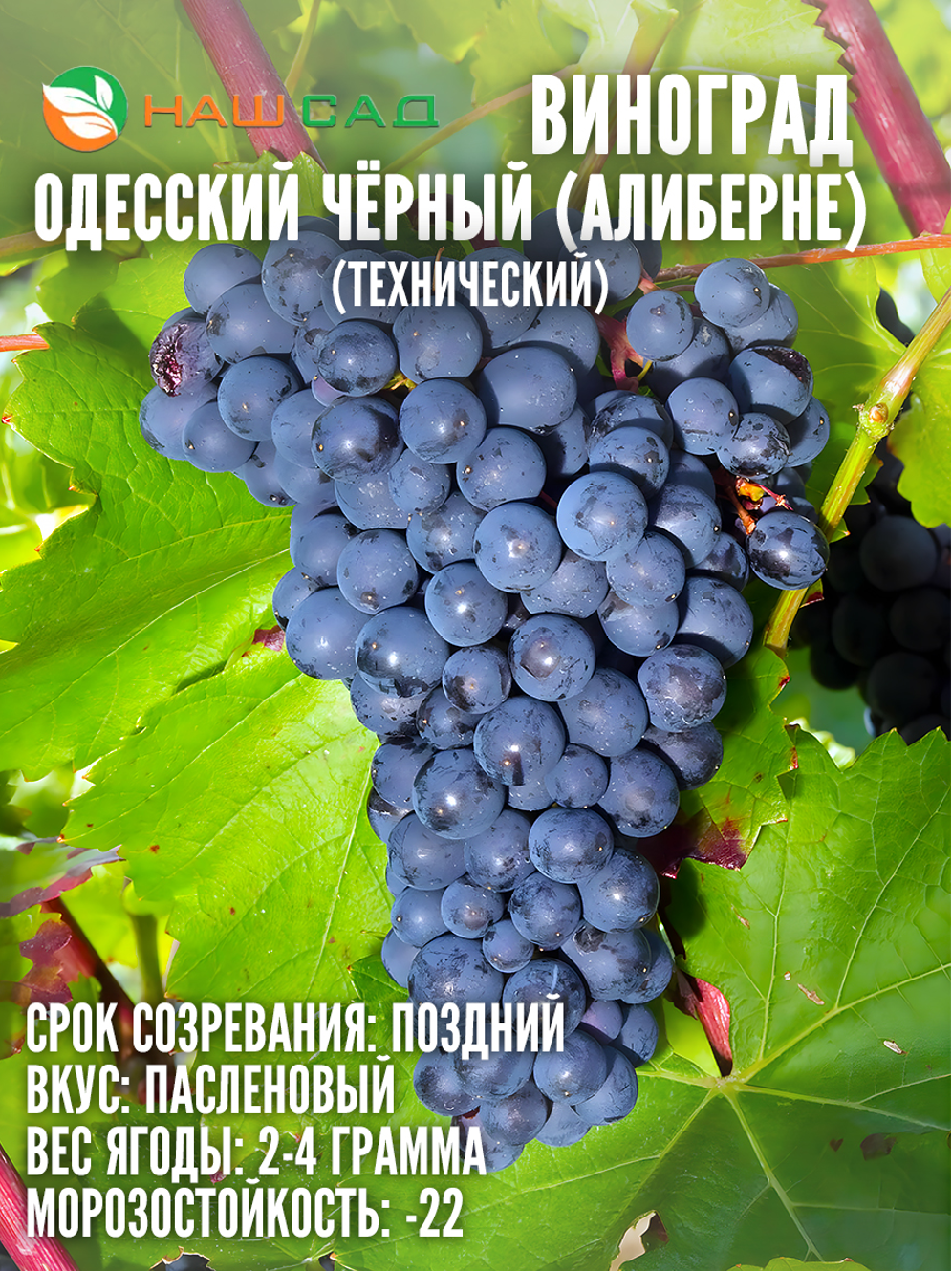 Виноград Одесский чёрный (Алиберне) Виноград Одесский чёрный (Алиберне)
