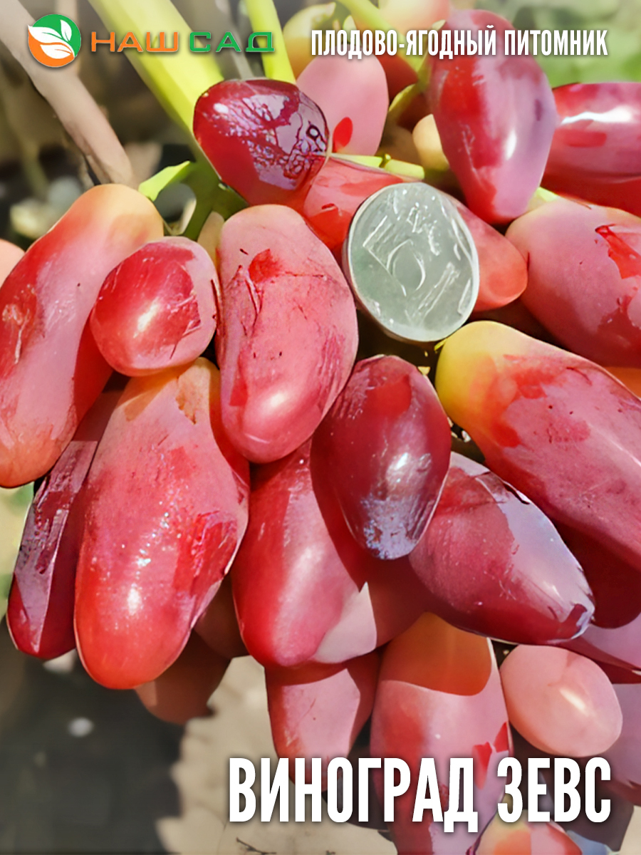 Виноград «Зевс» Виноград «Зевс»