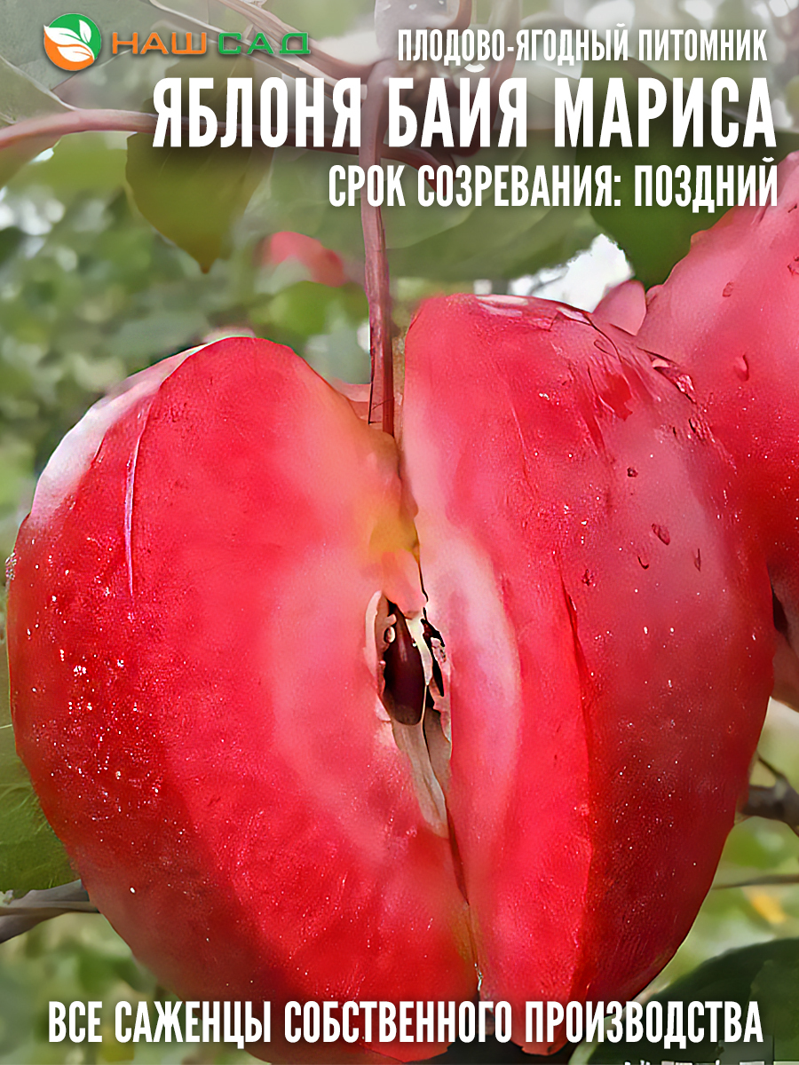 Яблоня Байя Мариса (Baya Marisa)