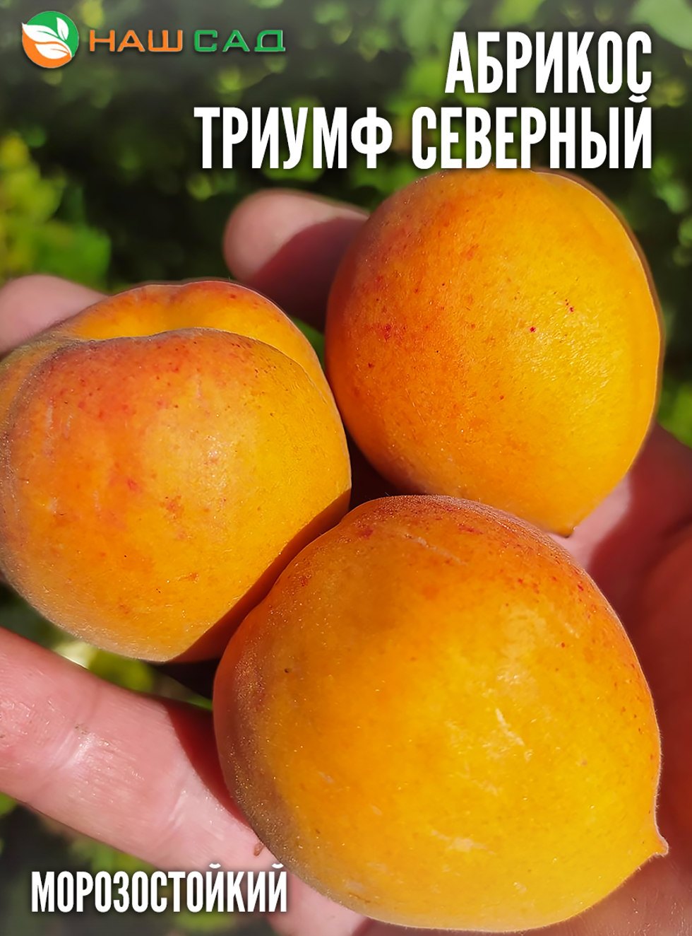 Абрикос «Триумф Северный»
