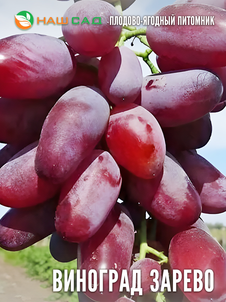 Виноград Зарево Виноград Зарево
