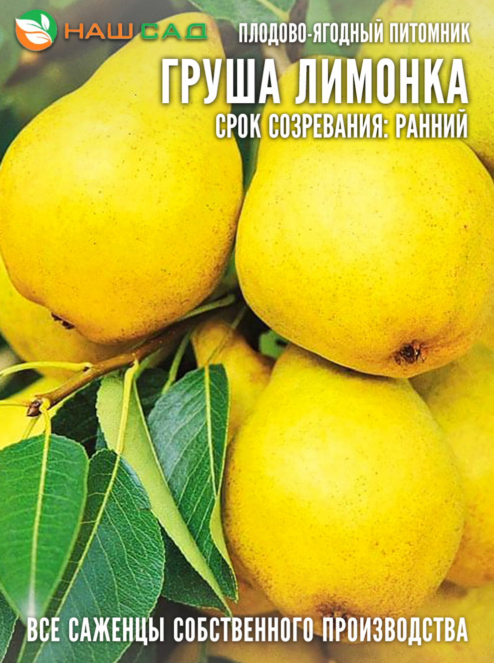 Груша Лимонка