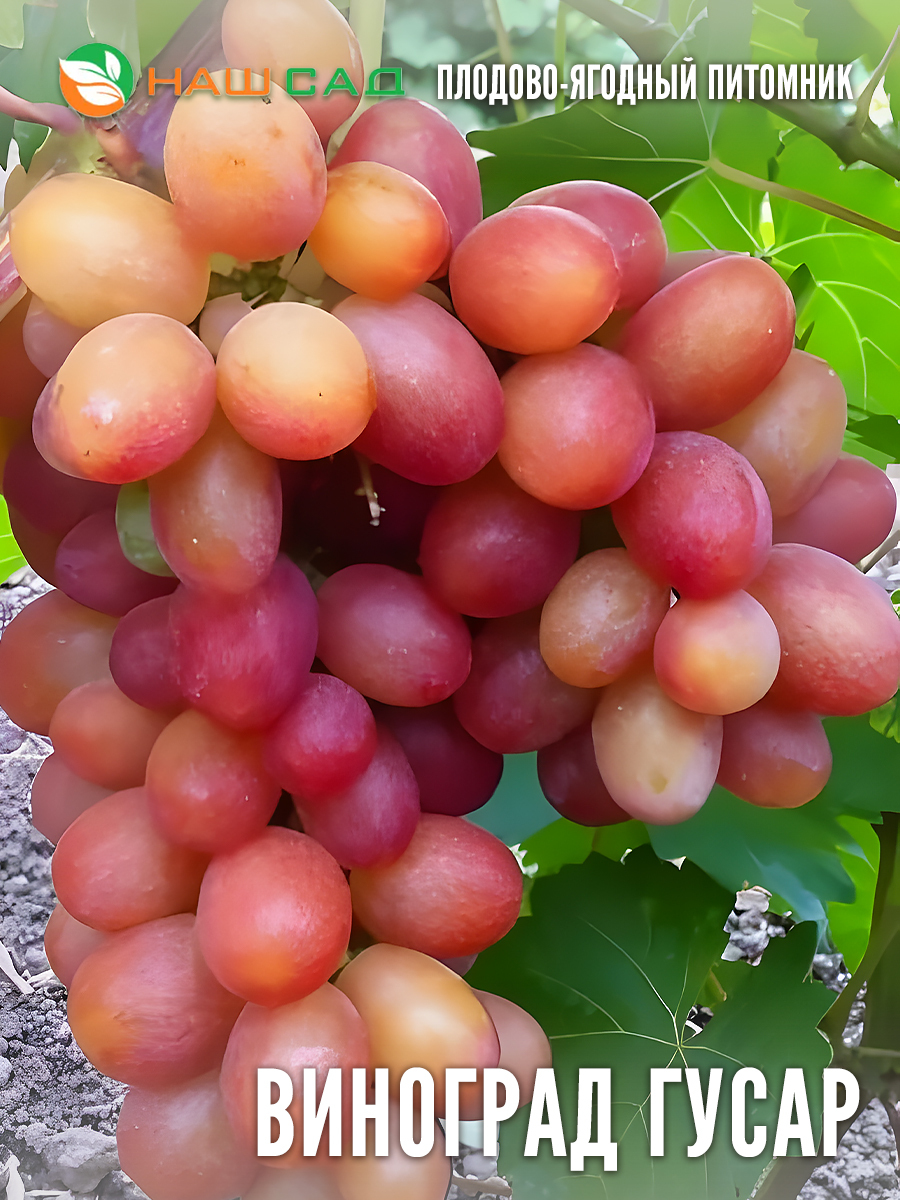 Виноград Гусар Виноград Гусар