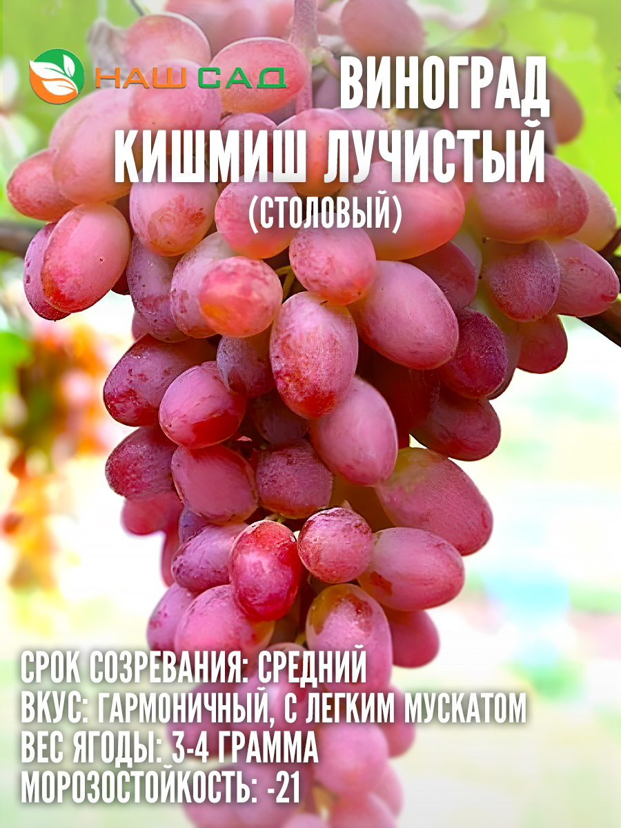 Виноград кишмиш Лучистый Виноград кишмиш Лучистый