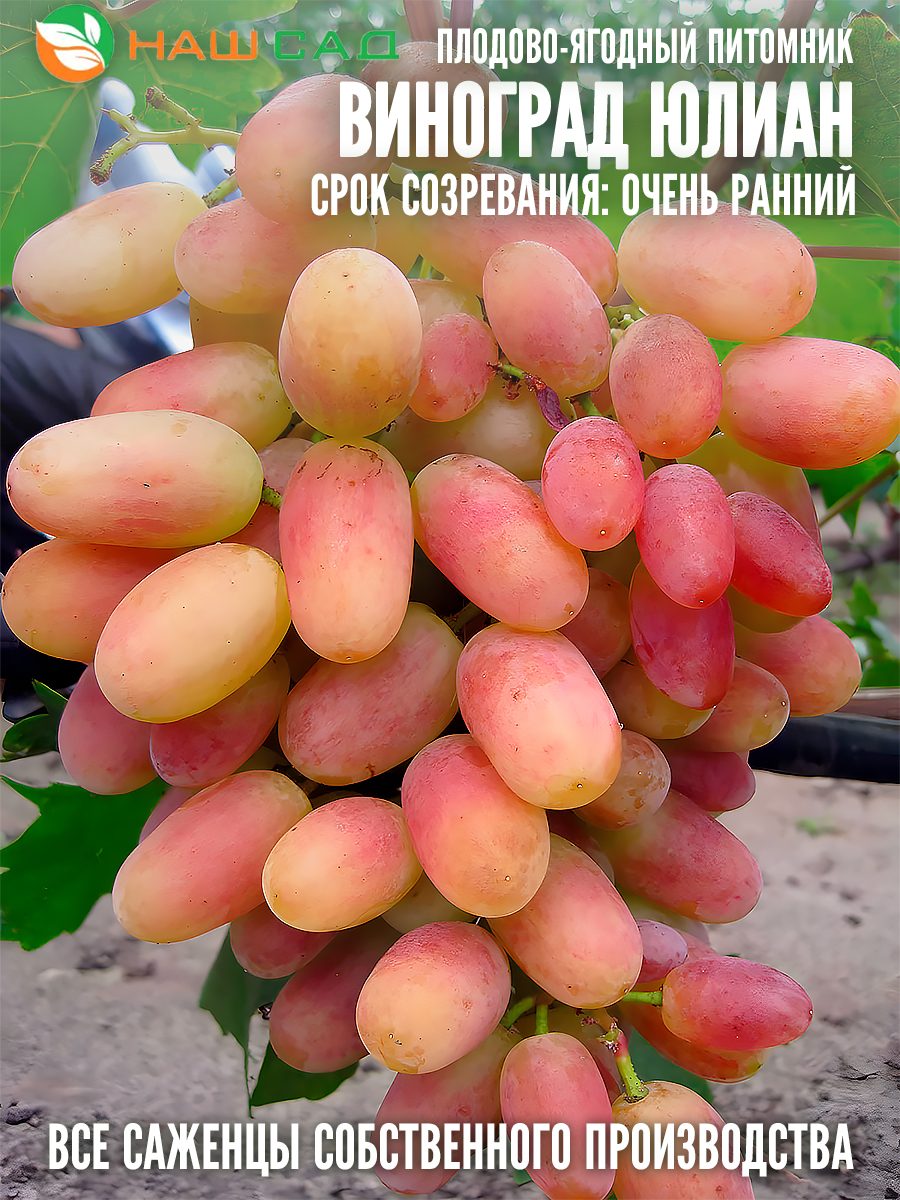 Виноград Юлиан Виноград Юлиан