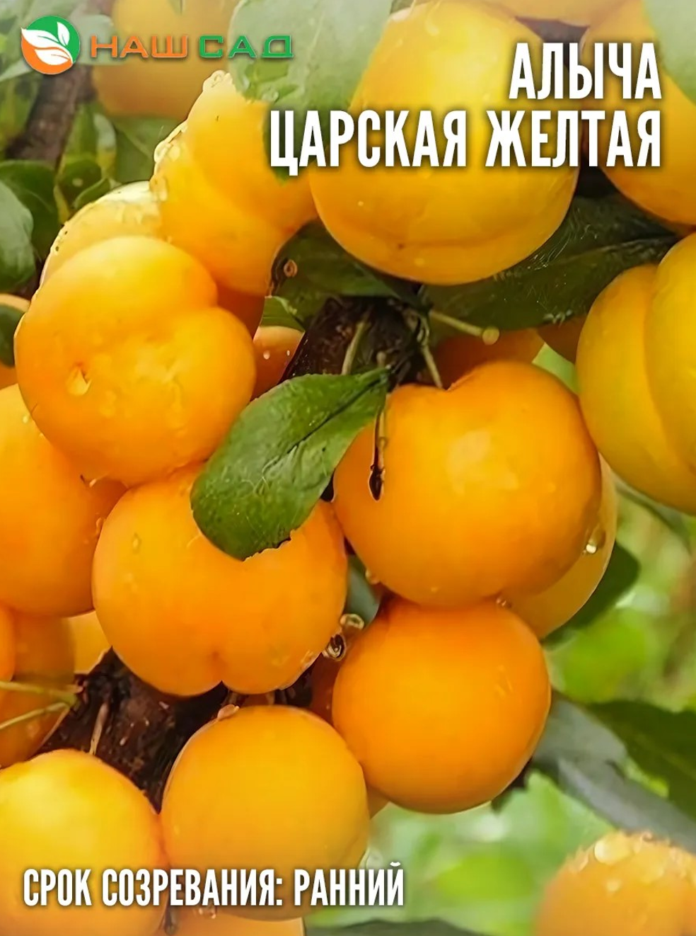 Алыча Царская жёлтая Алыча Царская жёлтая