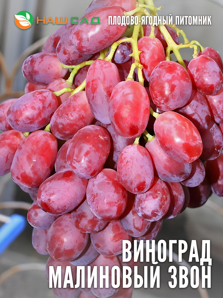Виноград «Малиновый звон» Виноград «Малиновый звон»