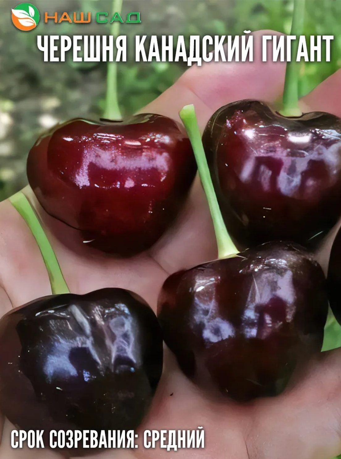 Черешня Канадский гигант (Canada Giant) Черешня Канадский гигант (Canada Giant)