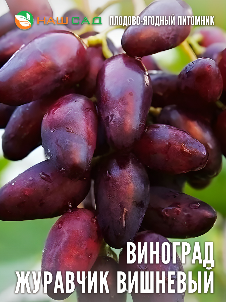 Виноград Журавчик Вишнёвый Виноград Журавчик Вишнёвый