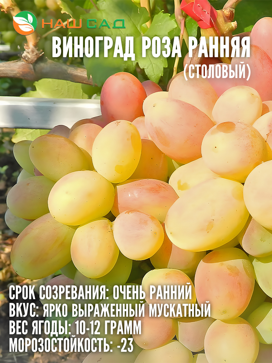Виноград Роза ранняя Виноград Роза ранняя