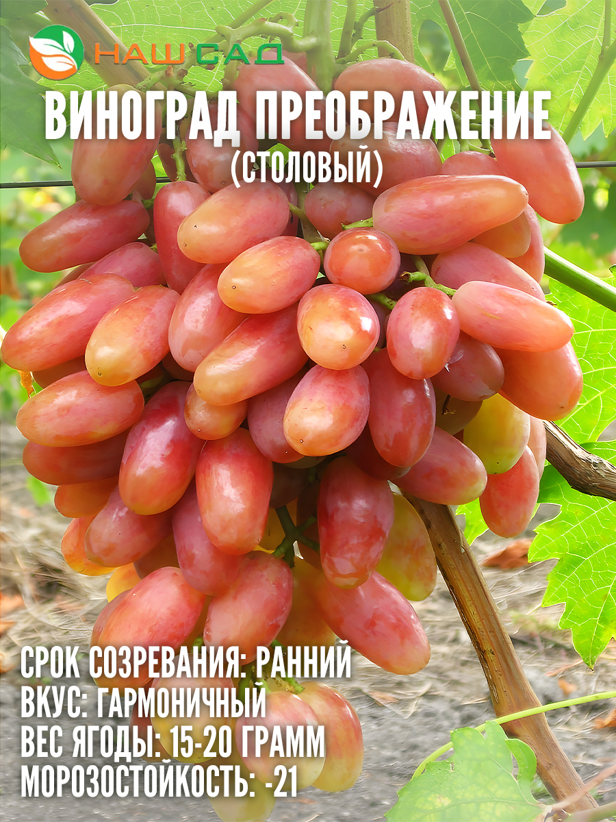 Виноград Преображение