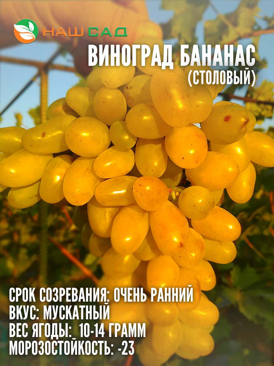 Виноград Бананас Виноград Бананас