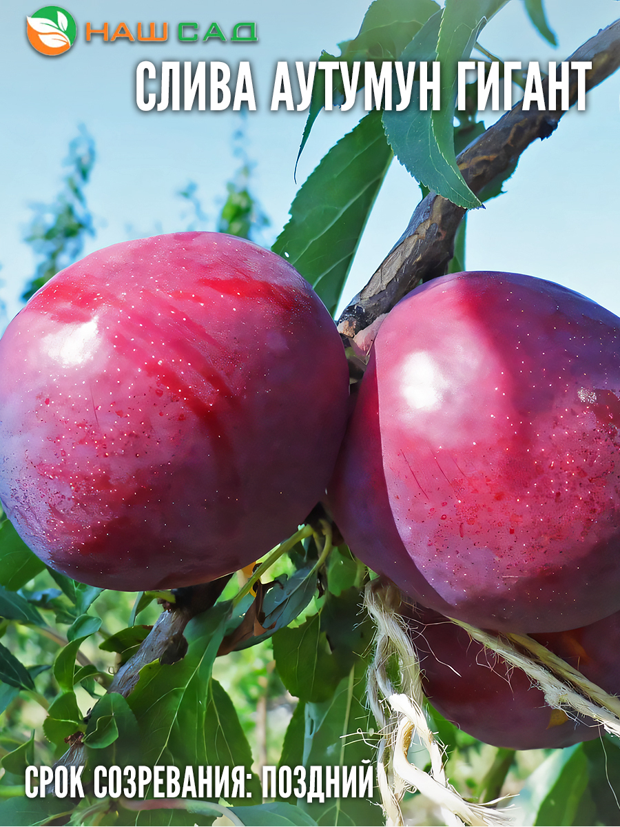 Слива Аутумн Гигант (Autumn Giant)
