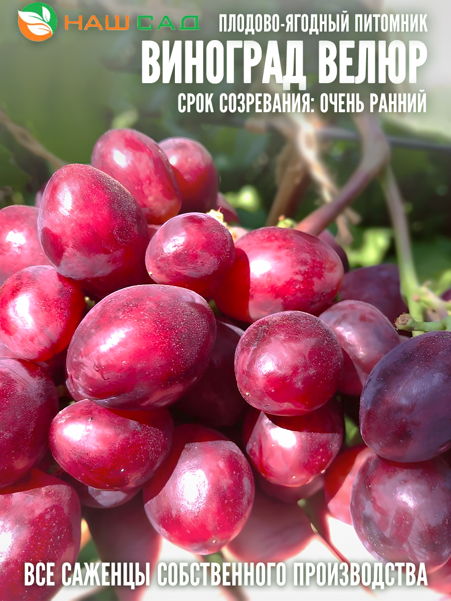 Виноград Велюр Виноград Велюр