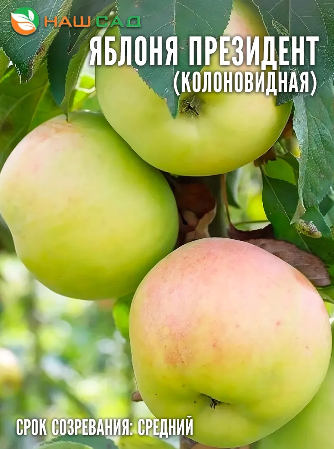 Яблоня Президент