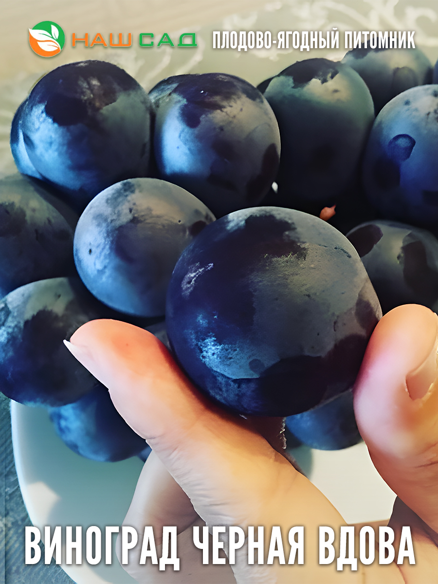 Виноград Чёрная вдова Виноград Чёрная вдова