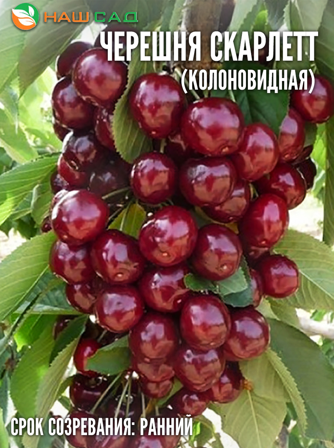 Черешня Скарлетт (Scarlett) Черешня Скарлетт (Scarlett)