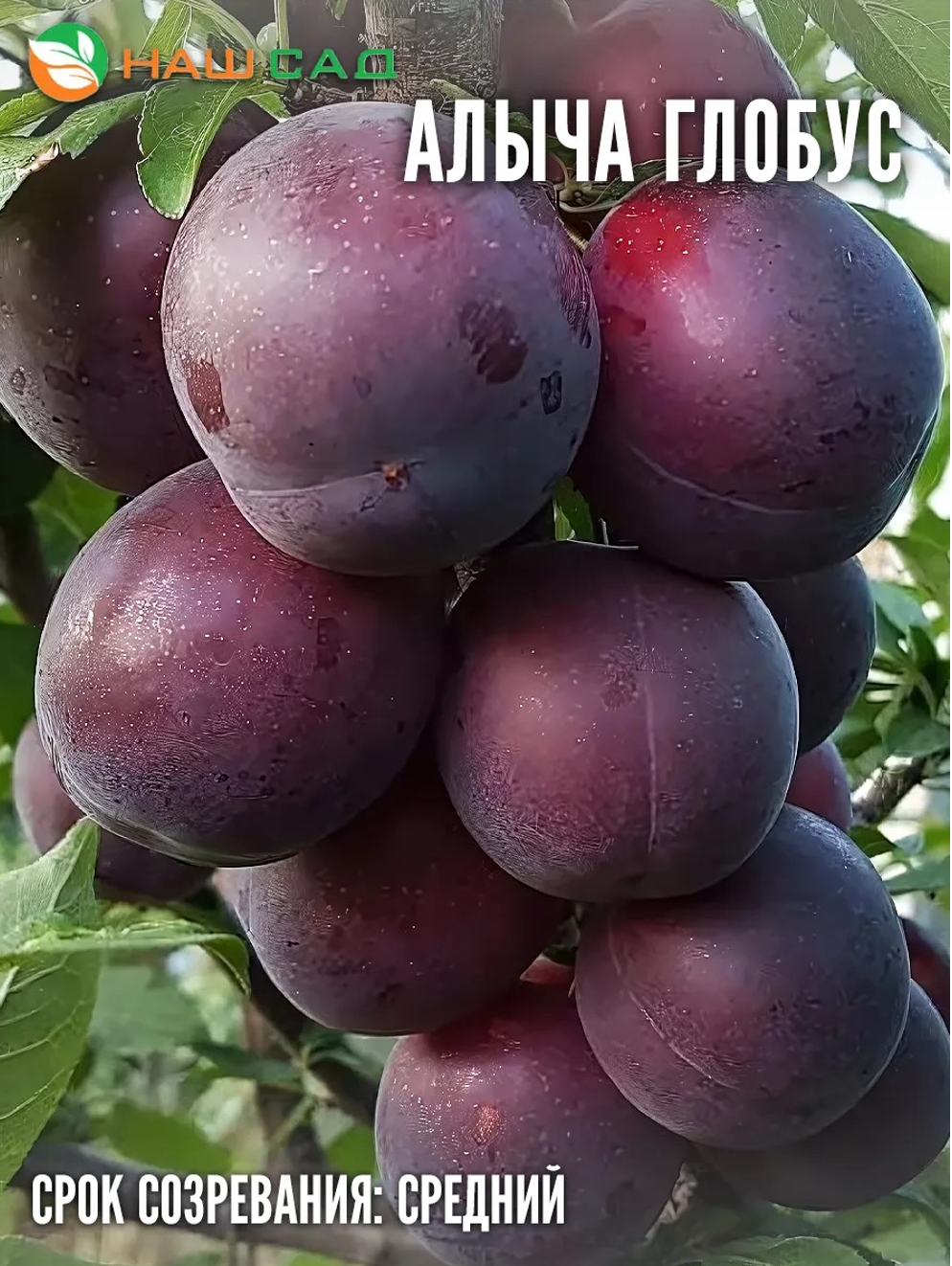 Алыча Глобус Алыча Глобус
