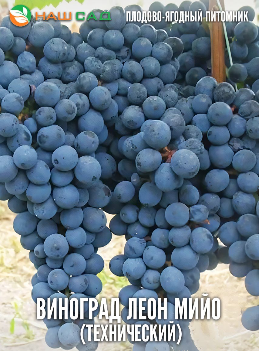Виноград Леон Мийо Виноград Леон Мийо
