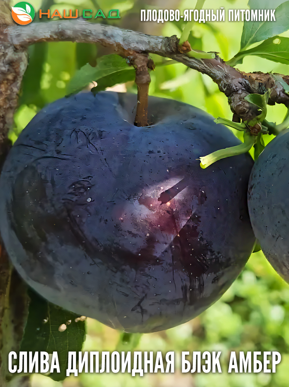 Слива Блэк Амбер ( Blaсk Amber )