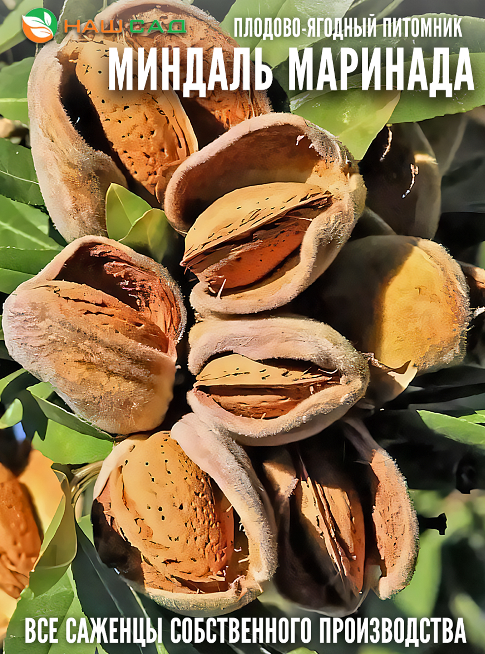 Миндаль Маринада (Marinada) Миндаль Маринада (Marinada)