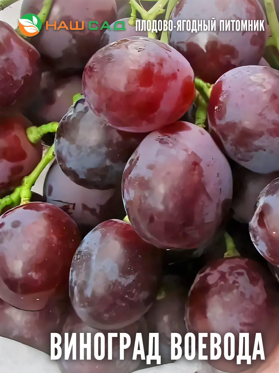 Виноград «Воевода» Виноград «Воевода»