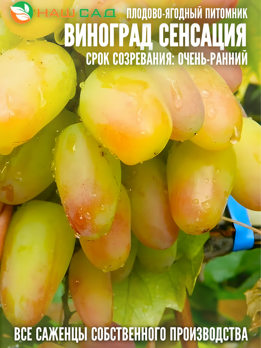 Виноград Сенсация Виноград Сенсация