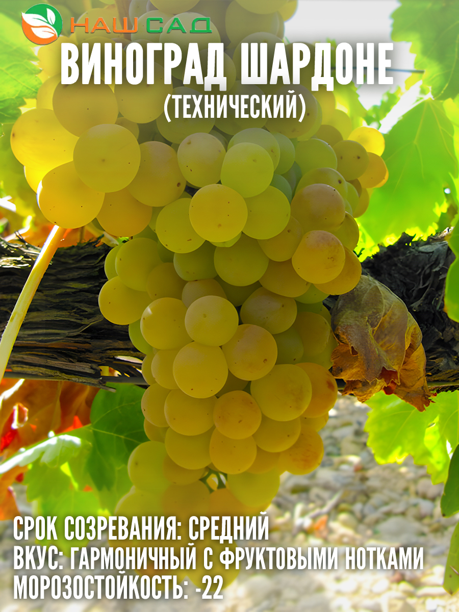 Виноград Шардоне Виноград Шардоне