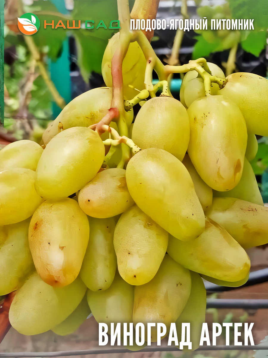 Виноград «Артек» Виноград «Артек»