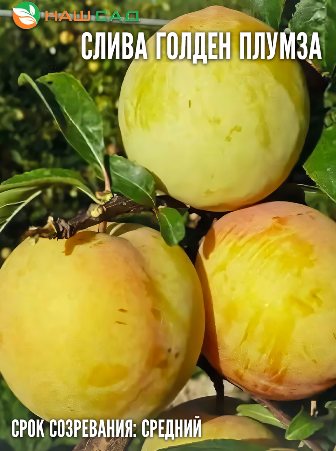 Слива Голден Плумза (Golden Plumza)