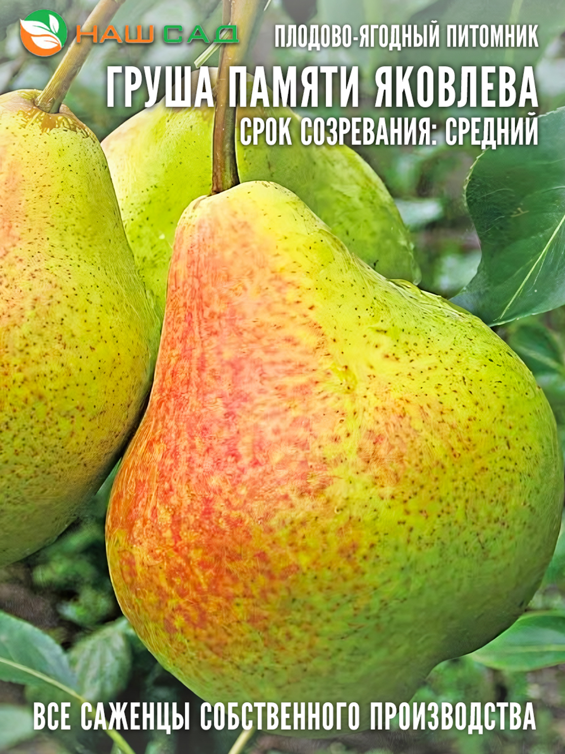 Груша Памяти Яковлева