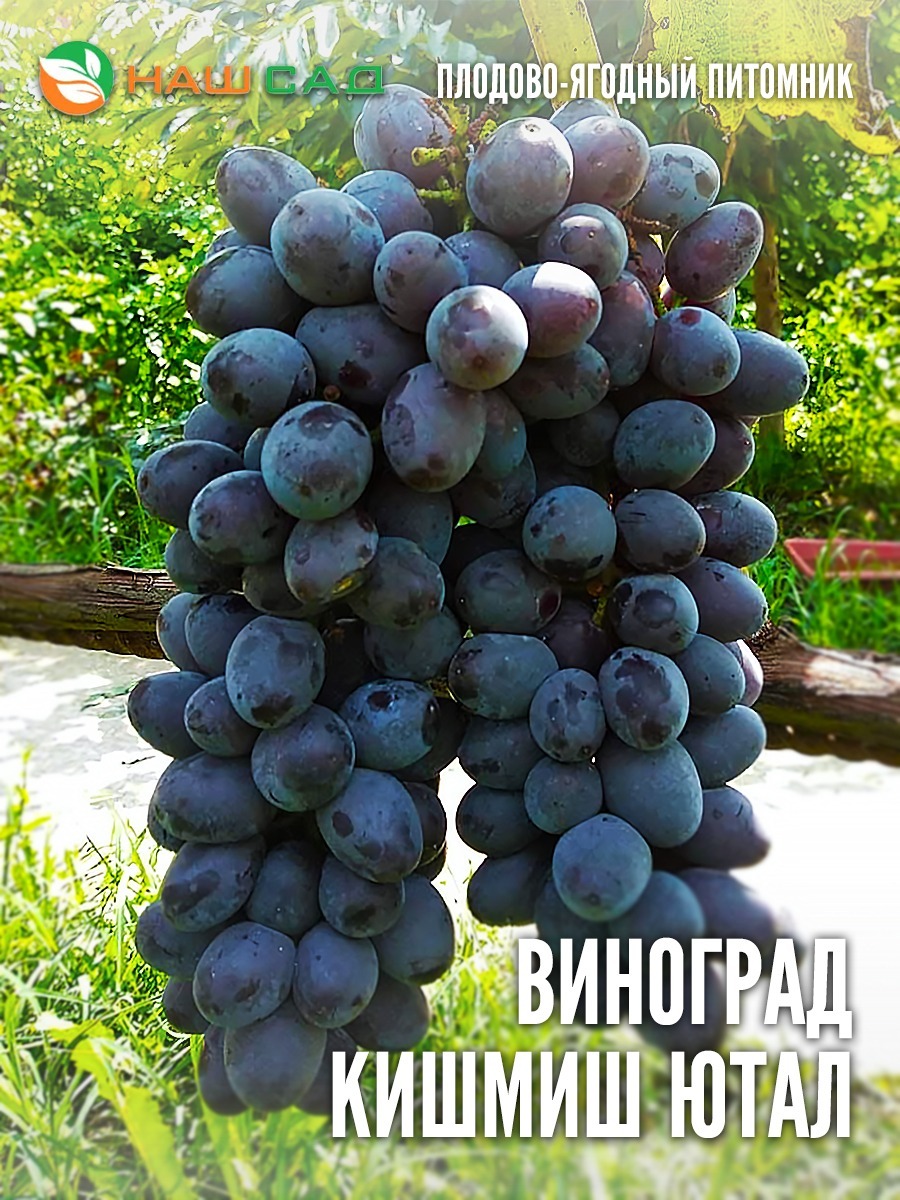 Виноград Киш-миш Ютал Виноград Киш-миш Ютал