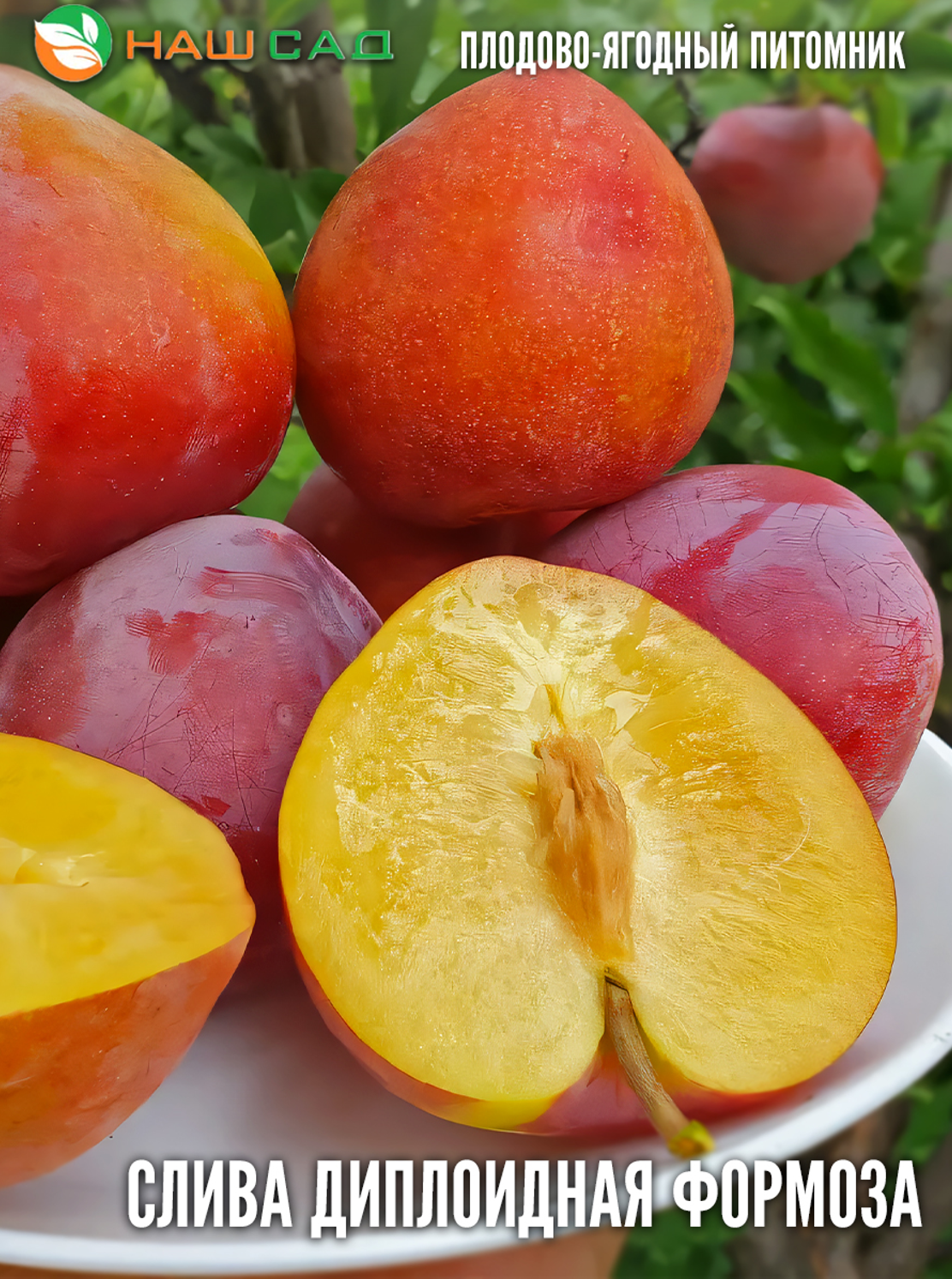 Слива Формоза (Formosa)