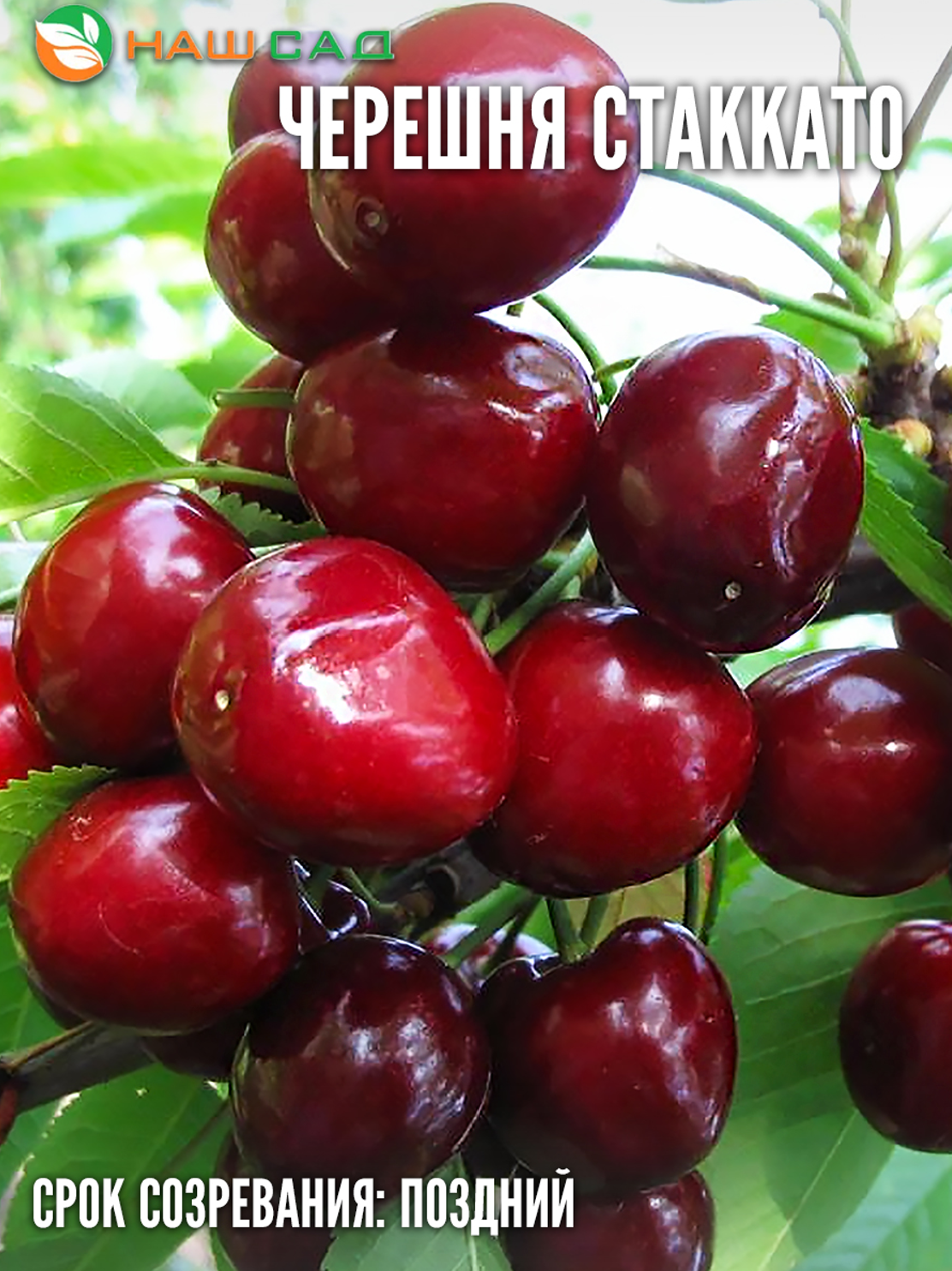 Черешня «Стаккато» (Staccato) Черешня «Стаккато» (Staccato)