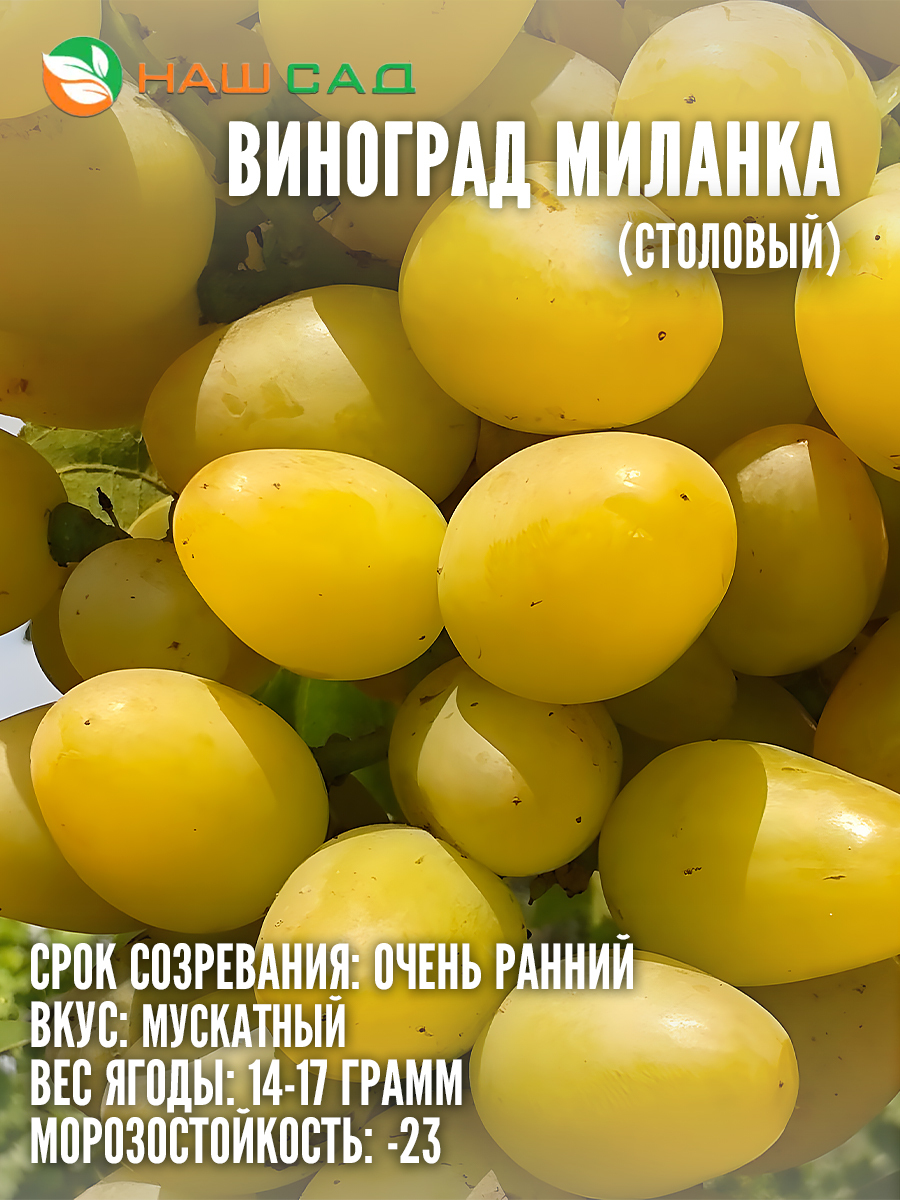 Виноград Миланка Виноград Миланка