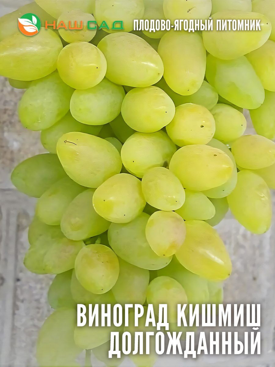 Виноград Долгожданный Виноград Долгожданный