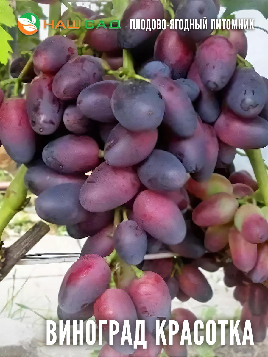 Виноград Красотка Виноград Красотка