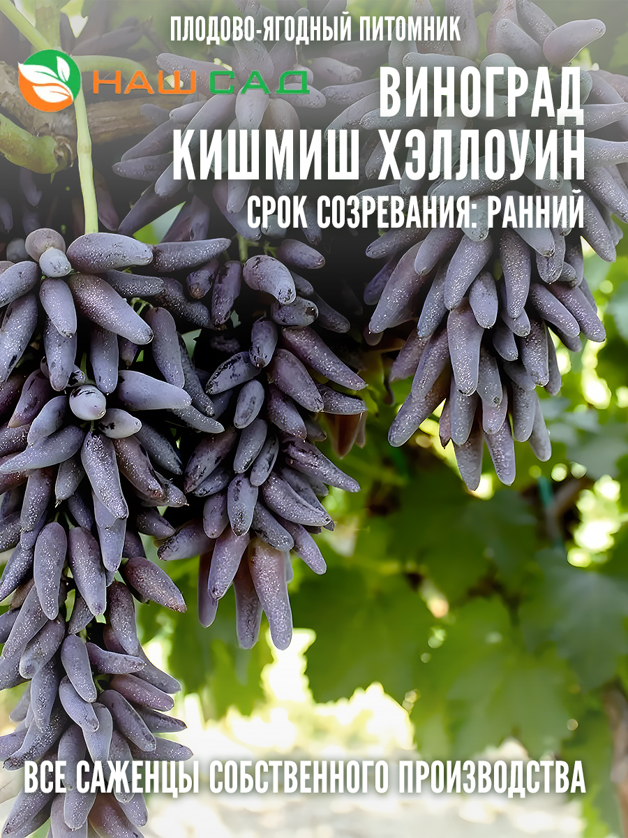 Виноград кишмиш Хэллоуин Виноград кишмиш Хэллоуин