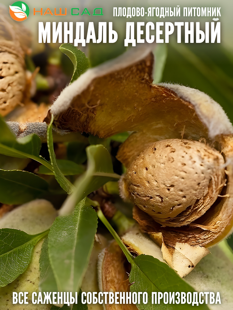 Миндаль Десертный