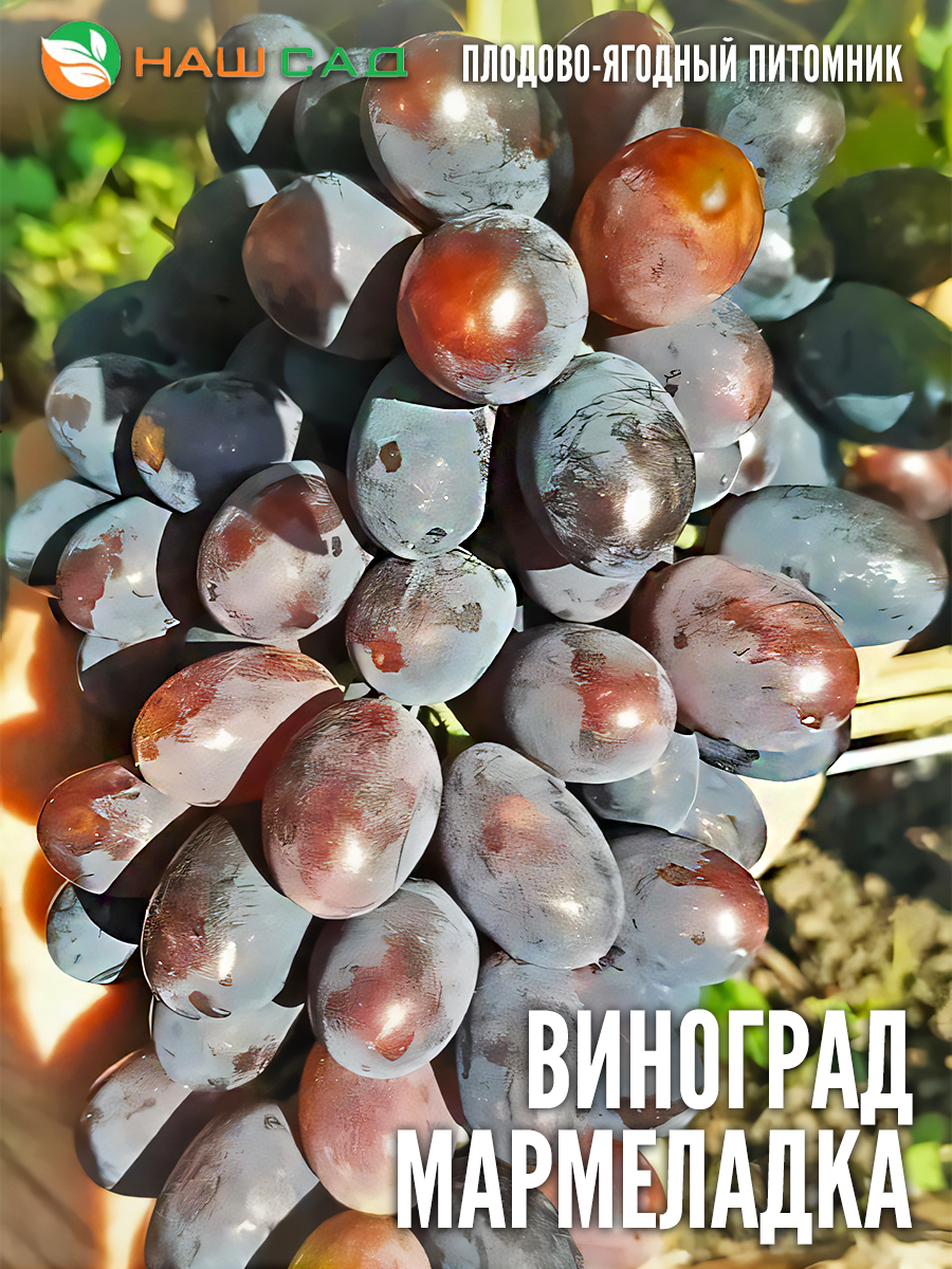 Виноград Мармеладка Виноград Мармеладка