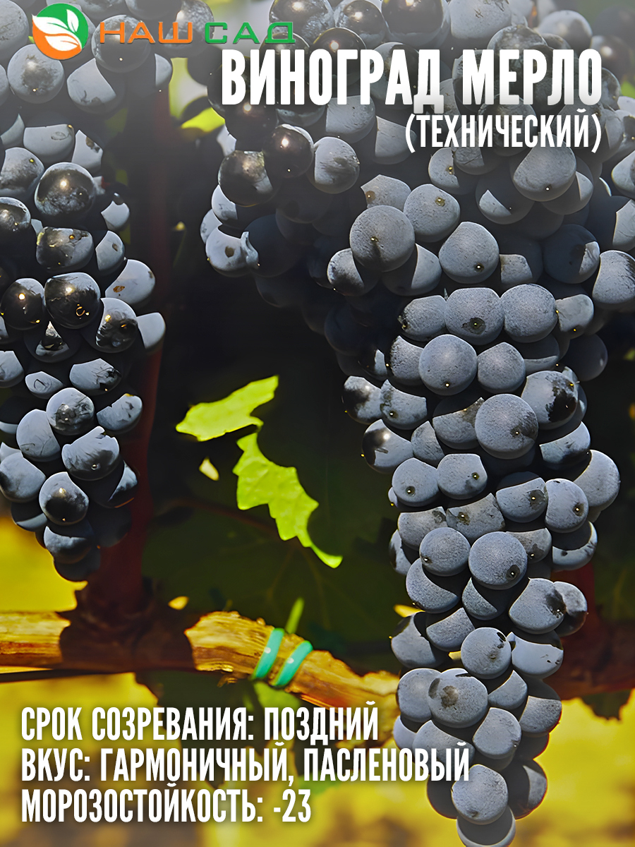 Виноград Мерло Виноград Мерло