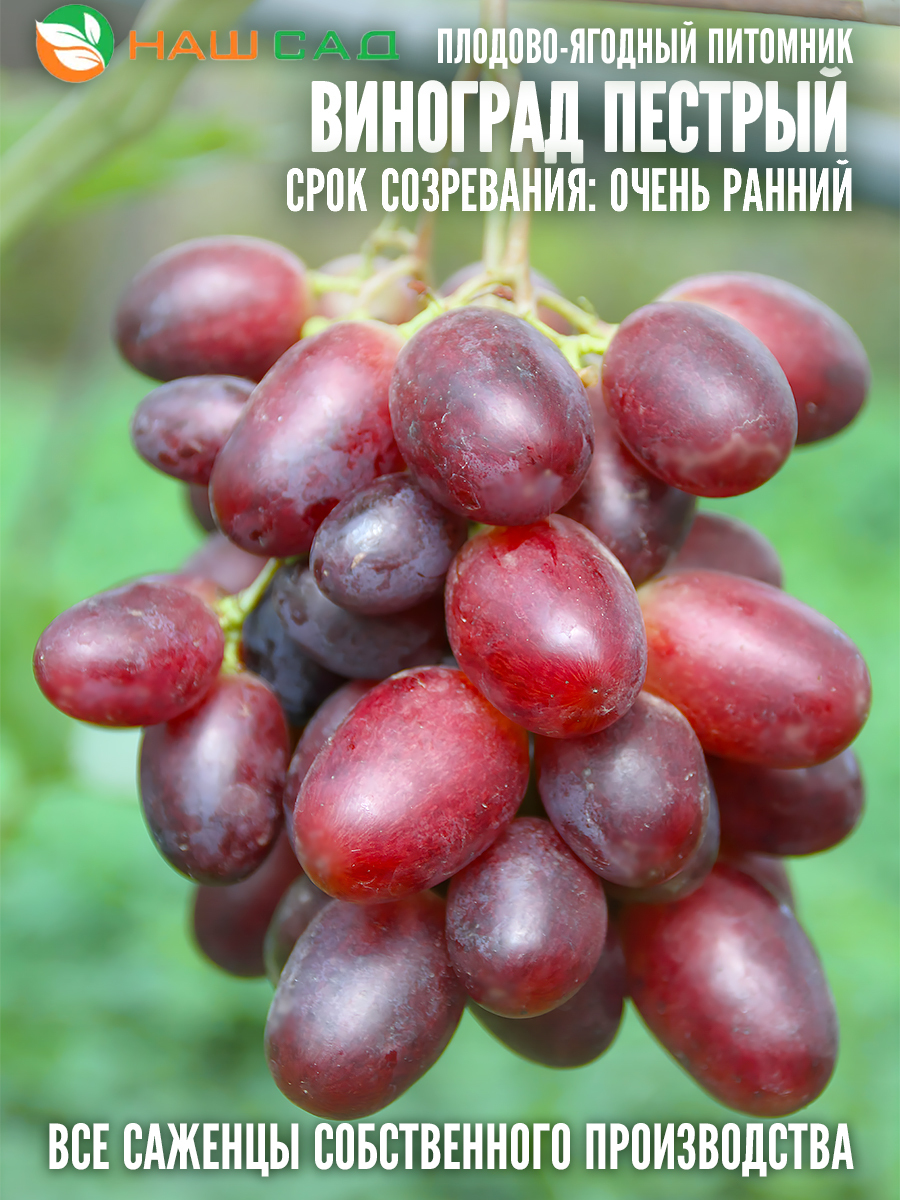Виноград Пестрый Виноград Пестрый