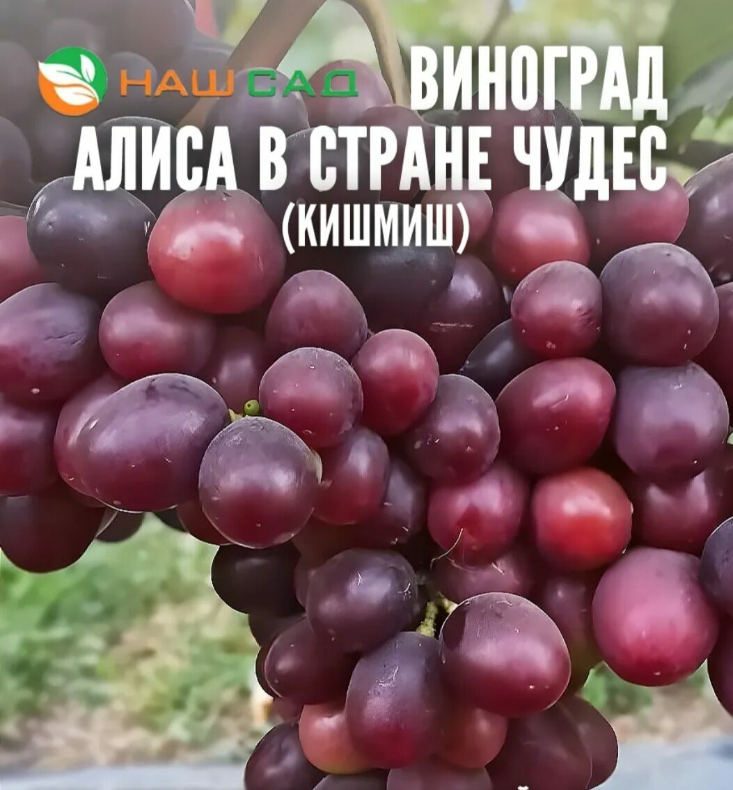 Виноград Кишмиш Алиса в стране чудес Виноград Кишмиш Алиса в стране чудес