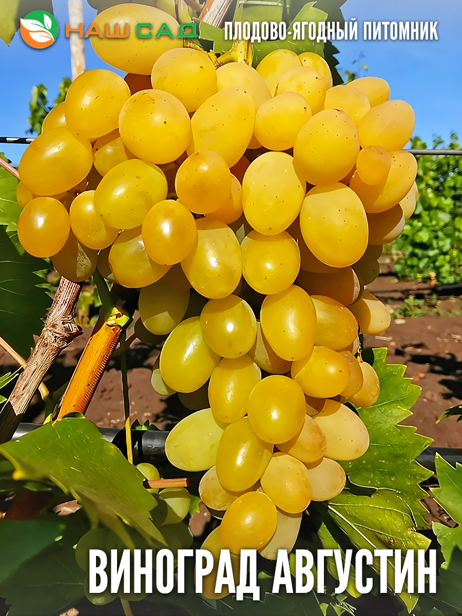 Виноград Августин Виноград Августин