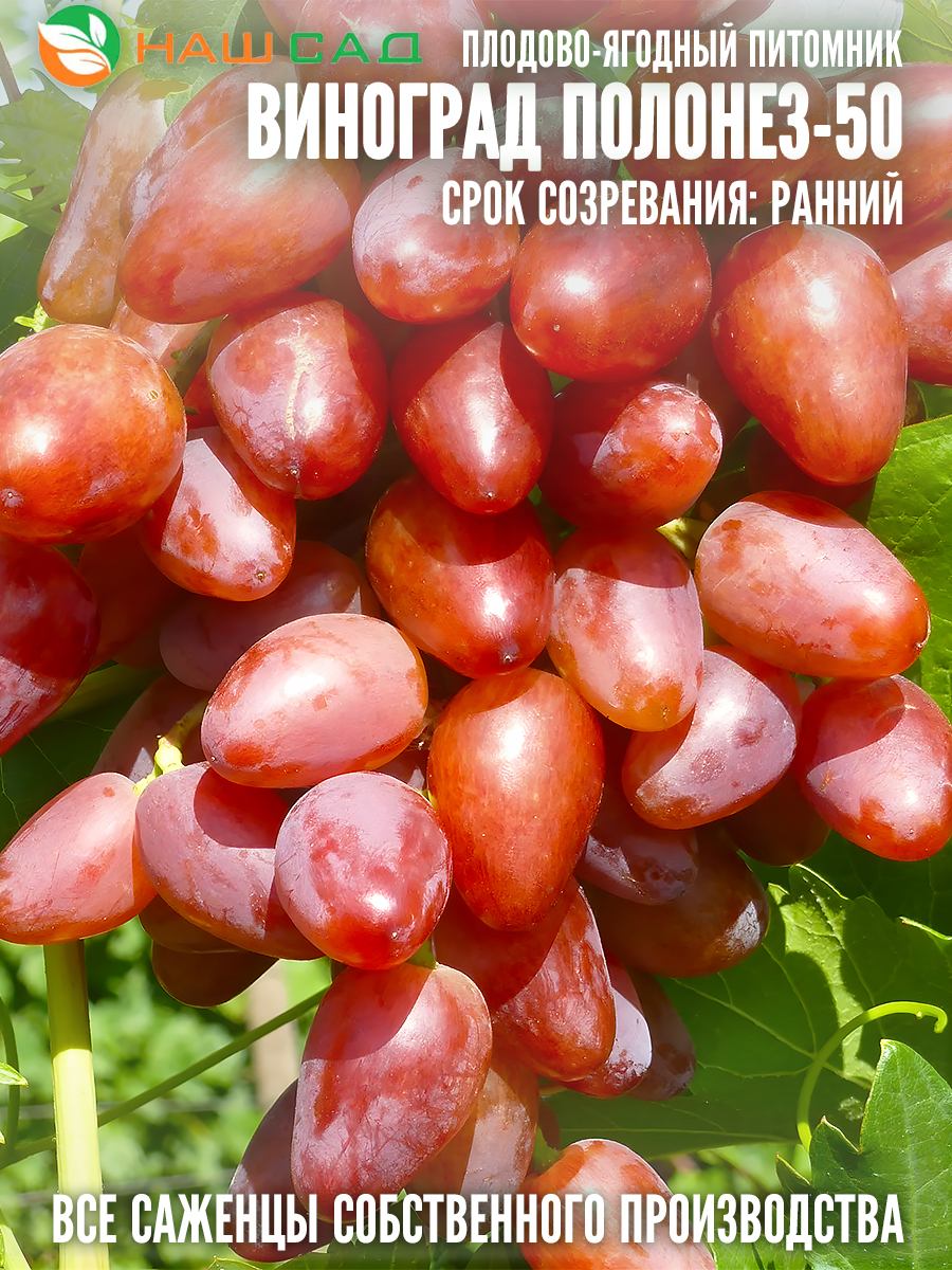 Виноград Полонез -50 Виноград Полонез -50