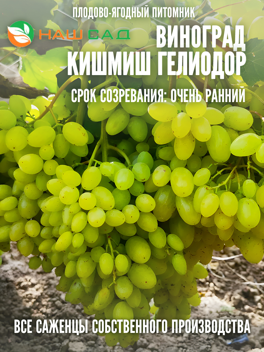 Виноград Кишмиш Гелиодор Виноград Кишмиш Гелиодор